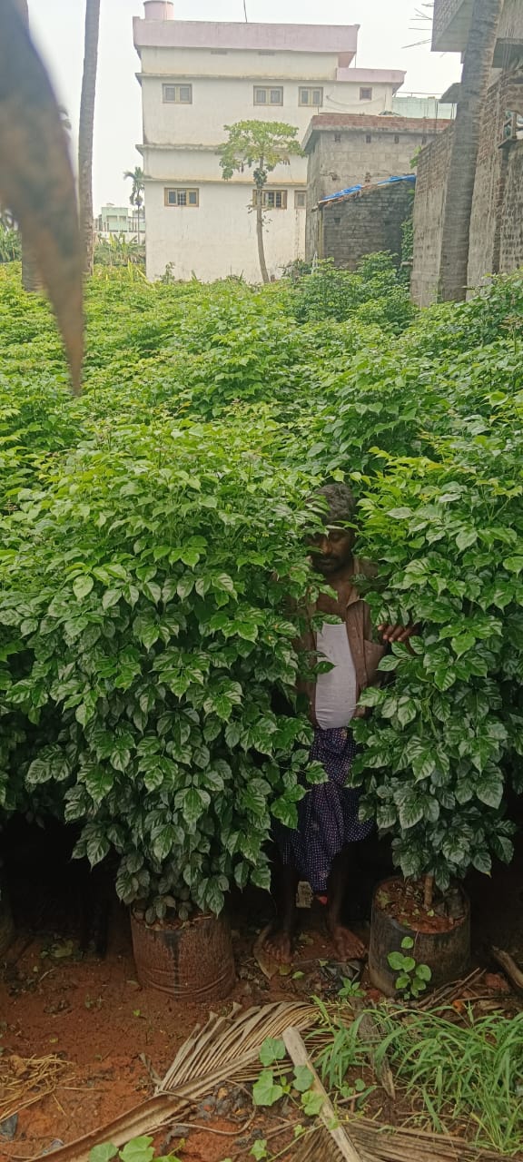 Sustainable development